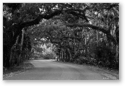 License: Road through Myakka River State Park