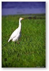 License: White Heron
