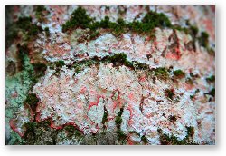 License: Lichens on a tree