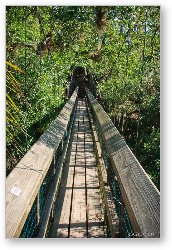 License: There is a short canopy walkway that gets you to tree height