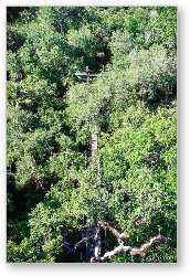 License: Looking down on the treetops, and canopy walk