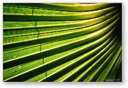 License: Abstract Palm leaves