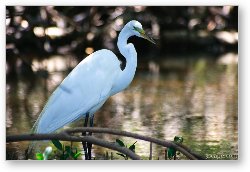 License: White Egret