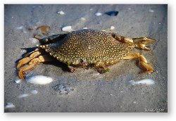 License: Dead crab