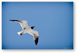 License: Sea gull