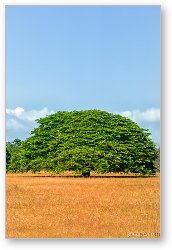 License: Large Guanacaste tree