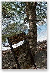 License: Manzanillo - Toxic tree do not touch