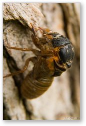 License: A bigger cicada emerging from its old shell