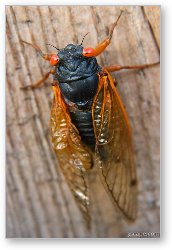 License: Adult male cicadas start singing to attract mates