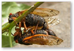 License: A pair of cicadas mating