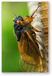 License: Cicada