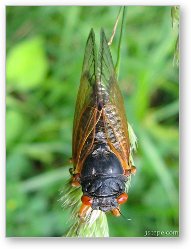 License: Cicada