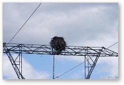 License: Huge Ospray (Fish Eagle) nest on top of electrical tower