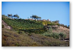 License: Malibu home on hill with rows of grape vines