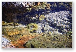 License: Small tide pool with sea life