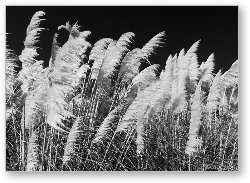License: Pampas Grass Black and White
