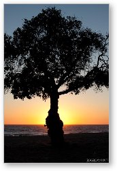 License: Tree at sunset, Leo Carrillo State Beach