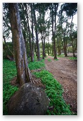 License: Wooded trail on the coast