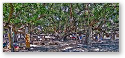 License: Huge intertwined Banyan tree in Lahaina