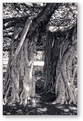 License: Huge intertwined Banyan tree in Lahaina