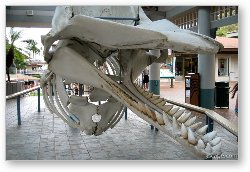 License: Skeleton of Sperm whale