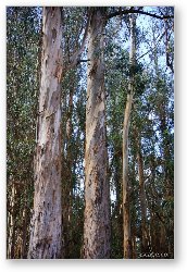 License: Colorful bark of the Eucalyptus tree