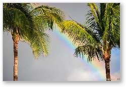 License: Rainbow and Palm Trees