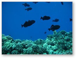 License: Some dark Triggerfish above the hard corals