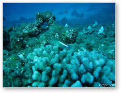 License: Arc eye hawkfish sitting on coral