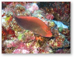 License: Arc eye hawkfish sitting on coral