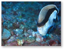 License: Banded Angel Fish (endemic to Hawaii)