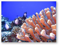 License: Bright finger coral and some White-spotted Damsel fish