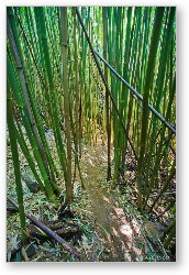 License: Thick bamboo forest