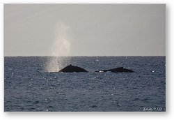 License: Pair of Humpback whales