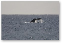 License: Tail of Humpback whale