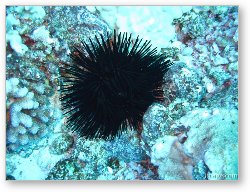 License: Sea urchin