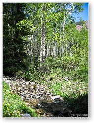 License: Aspen forest in the La Sal mountains
