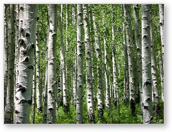 License: Aspen forest in the La Sal mountains