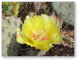 License: Flowering cactus