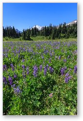 License: Lupine wildflower meadow with Mt. Rainier in distance
