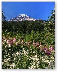 License: Mount Rainier