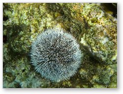 License: Sea Urchin