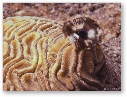 License: Brain and Feather Duster coral