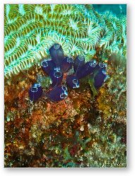 License: Some coral polyps