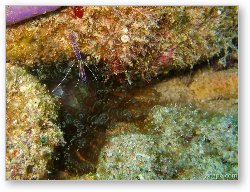 License: Tiny purple cleaner shrimp
