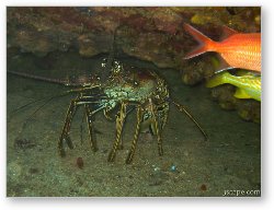 License: Huge Caribbean Lobster