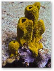 License: Sponge and tiny Christmas Tree coral