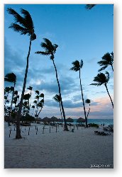 License: Palm trees on the beach at sunset