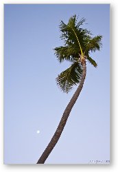 License: Palm tree and the setting moon