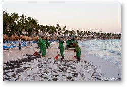 License: Resort workers cleaning seaweed off the beach